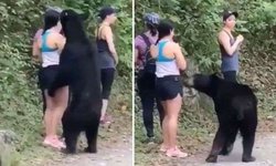 Mujeres se salvan del ataque de un oso en Nuevo León
