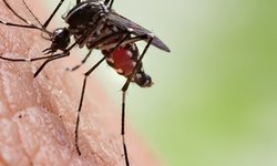 El 25 de abril se conmemora el Día Mundial del Paludismo