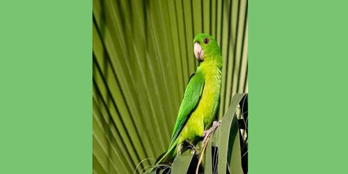 Crean Comité para Protección del Perico Verde Mexicano
