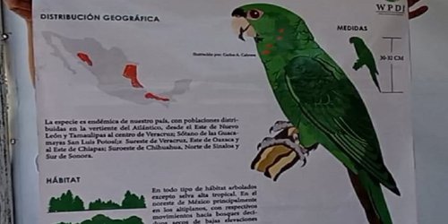 A punto de llegar pericos verdes desde Morelos a Ciudad Fernández