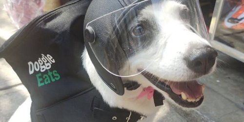 Perrita reparte comida para ayudar a su refugio de animales