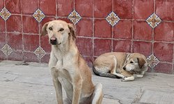 Emprenderá Municipio razzia de perros callejeros para esterilizar, vacunar, y desparasitar, no sacrificar