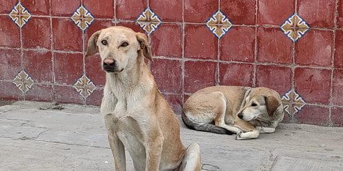 Emprenderá Municipio razzia de perros callejeros para esterilizar, vacunar, y desparasitar, no sacrificar