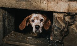 Proponen aumentar sanciones por maltrato y muerte de fauna en SLP