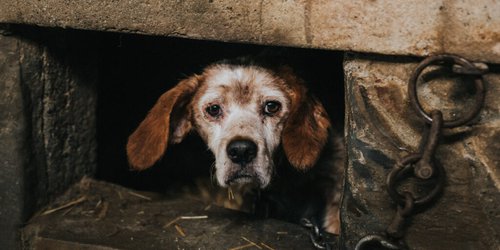 Proponen aumentar sanciones por maltrato y muerte de fauna en SLP
