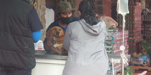 'Chia' y 'Birote', los perros del refugio Milagros Caninos que murieron aplastados