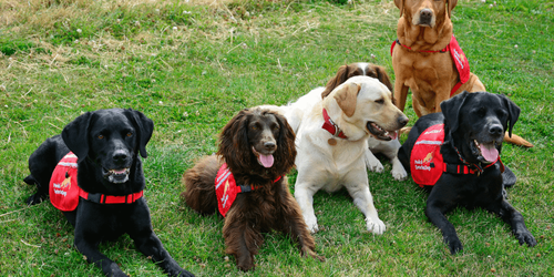 Estudio revela que perros entrenados pueden detectar COVID–19 con gran precisión
