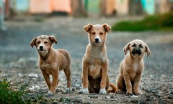 Establecerán mecanismos para evitar que perros callejeros sean sacrificados