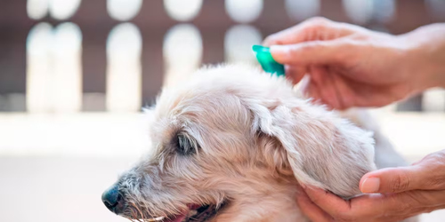 Altas temperaturas incrementa presencia de pulgas y garrapatas en mascotas