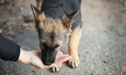 Invitan a donar alimento para perros y gatos rescatados de maltrato y abandono