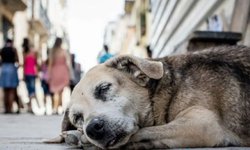 Más de 58 mil perros y gatos están en condición de calle en San Luis Potosí