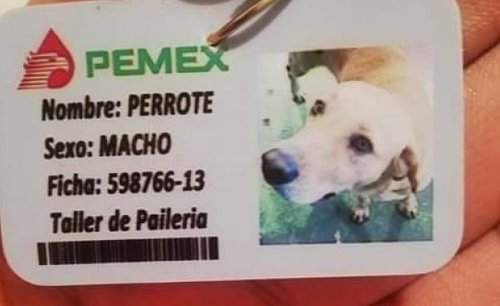 perrote-pemex_mirioverde.jpg