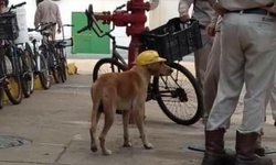 Perrote, el empleado estrella de Pemex que alegra a todos moviendo la cola