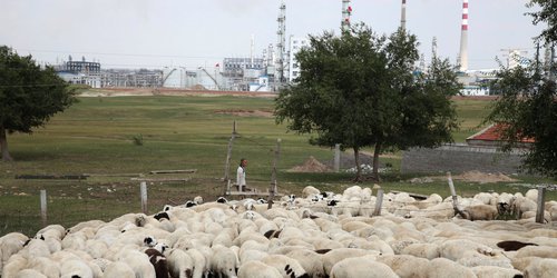 China reporta un caso de peste bubónica en un pastor de Mongolia Interior