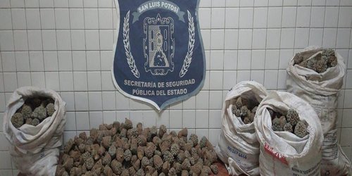 Decomisaron más de mil 500 cabezas de peyote en Salinas de Hidalgo