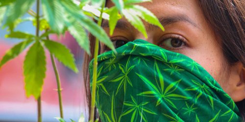 Piden a la Suprema Corte tumbar la prohibición de la marihuana recreativa