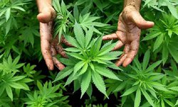 Activistas exigen al Senado legalizar la marihuana ‘sin simulaciones’