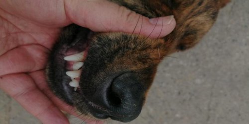 Refuerzan vacunación y prevención ante mordeduras de mascotas