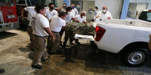 Reubicarán a cocodrilo que mató a mujer en laguna de Tampico