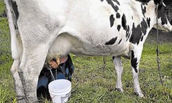 En riesgo de desaparecer la producción lechera en la Zona Media