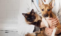 Jurisdicción Sanitaria realizó más de tres mil esterilizaciones en 2021