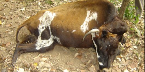 Mueren 60 cabezas de ganado por rabia, en una sola comunidad de Rioverde