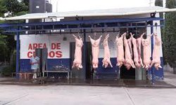 Nuevo camión, soluciona distribución de carne en el Rastro