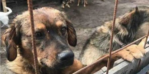 Castigo severo a reincidentes por maltrato animal, disminuiría casos: Di. Luis Felipe Castro Barrón