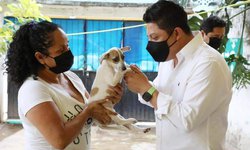 Proponen cárcel de cinco años por matar un animal doméstico