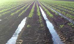 Beneficiarán a agricultores fernandenses con tubería para sistemas de riego
