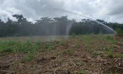 Suspenderán del 5 al 9 de abril riegos agrícolas por estiaje en cuenca del Río Valles