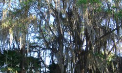 Hay más sabinos milenarios en la zona urbana del río Verde