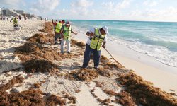 Éstas son las playas de Quintana Roo que tienen sargazo