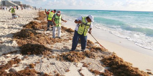 Éstas son las playas de Quintana Roo que tienen sargazo