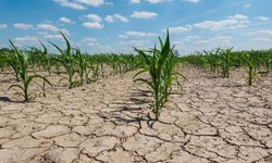 Alarma la sequía en las 4 zonas del estado