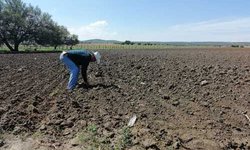 La sequía azota al Saucillo, van dos años que no hay siembras