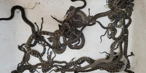 Mujer reporta una serpiente en su casa de California y hallan más de cien