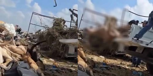 Captan a empleados de Piedras Negras tirando perros como basura; los investigan