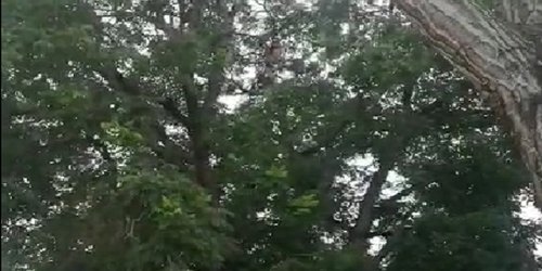 Cuchillo en mano, hombre subió a un árbol de 20 metros de alto en calle Zaragoza