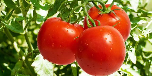 Productores de tomate advierten riesgo por aranceles en EE.UU.