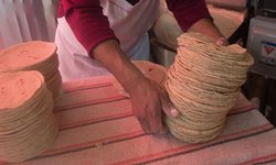 México se tarda y prohibirá hasta el 2024 el glifosato, cancerígeno, que se usa en tortillas, dice UAM