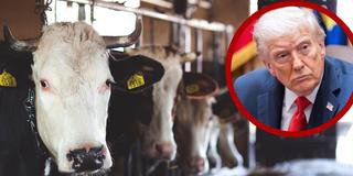 Baja superávit agroalimentario por aranceles y cierre ganadero de EE.UU.