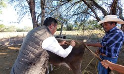 Aplicarán más de mil 500 dosis en campaña de vacunación antirrábica bovina