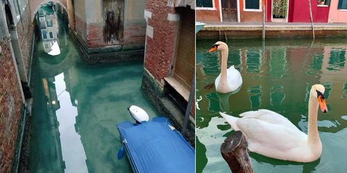 Venecia respira; el agua de sus canales se aclara por aislamiento de Coronavirus