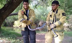 Bomberos capturan enorme víbora en vivienda del Refugio