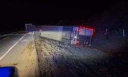 Mueren 30 cabezas de ganado al volcar tráiler en la autovía a Cerritos
