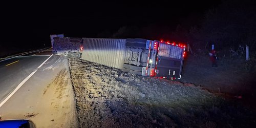 Mueren 30 cabezas de ganado al volcar tráiler en la autovía a Cerritos
