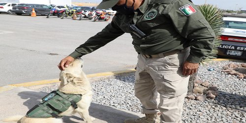 Coyotito, el perrito callejero que se sumó a la Guardia Civil Estatal