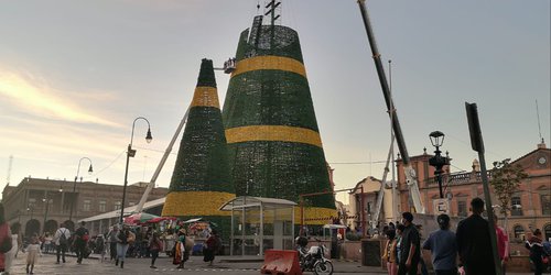 Un árbol tan monumental como la confianza potosina en su Gobierno Estatal