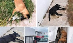 Investiga FGESLP muerte de cuatro canes